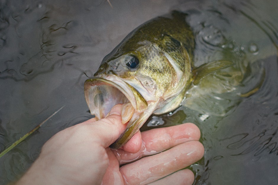 ラージマウスバス